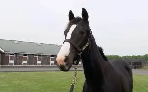 Скачать видео: シャトーブランシュの19 イクイノックス