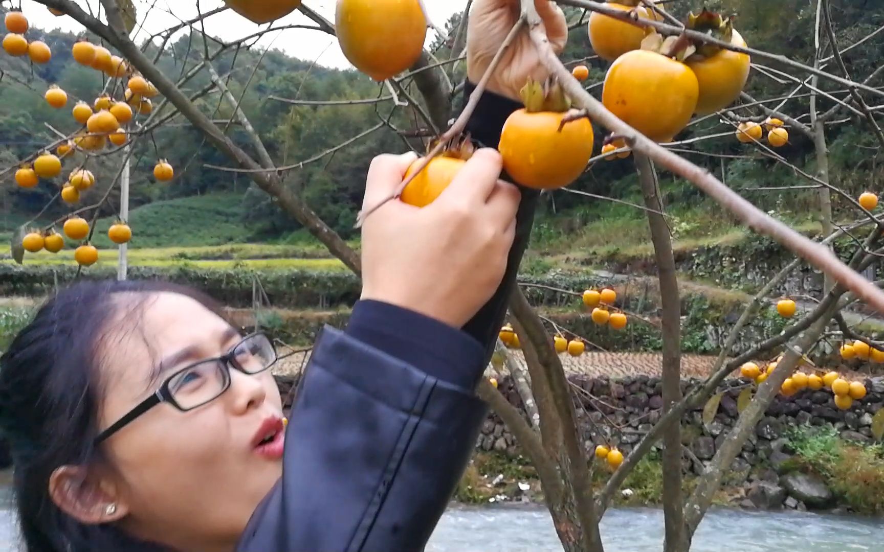 美女第一次到农村,从没见过长在树上的柿子,一个一个摘的好开心哔哩哔哩bilibili