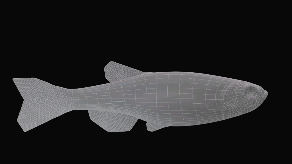 原生体色斑马鱼建模渲染