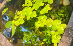 懒洋洋的夏季 赏鱼打发时间