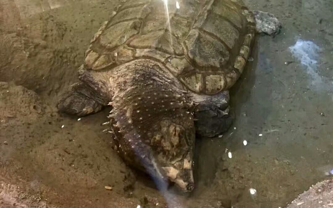 101dd鳄雀鳝和原种大鳄龟混养结果会发生什么呢