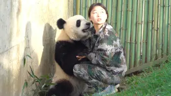 Скачать видео: [大熊猫永动机]聪明活泼爱撒娇的永动机两岁啦！他似永不停歇的活力源泉，带给我们无尽欢乐。奶妈如同温暖的春风，一路相伴。愿宝贝身体健康，像小太阳般灿烂！