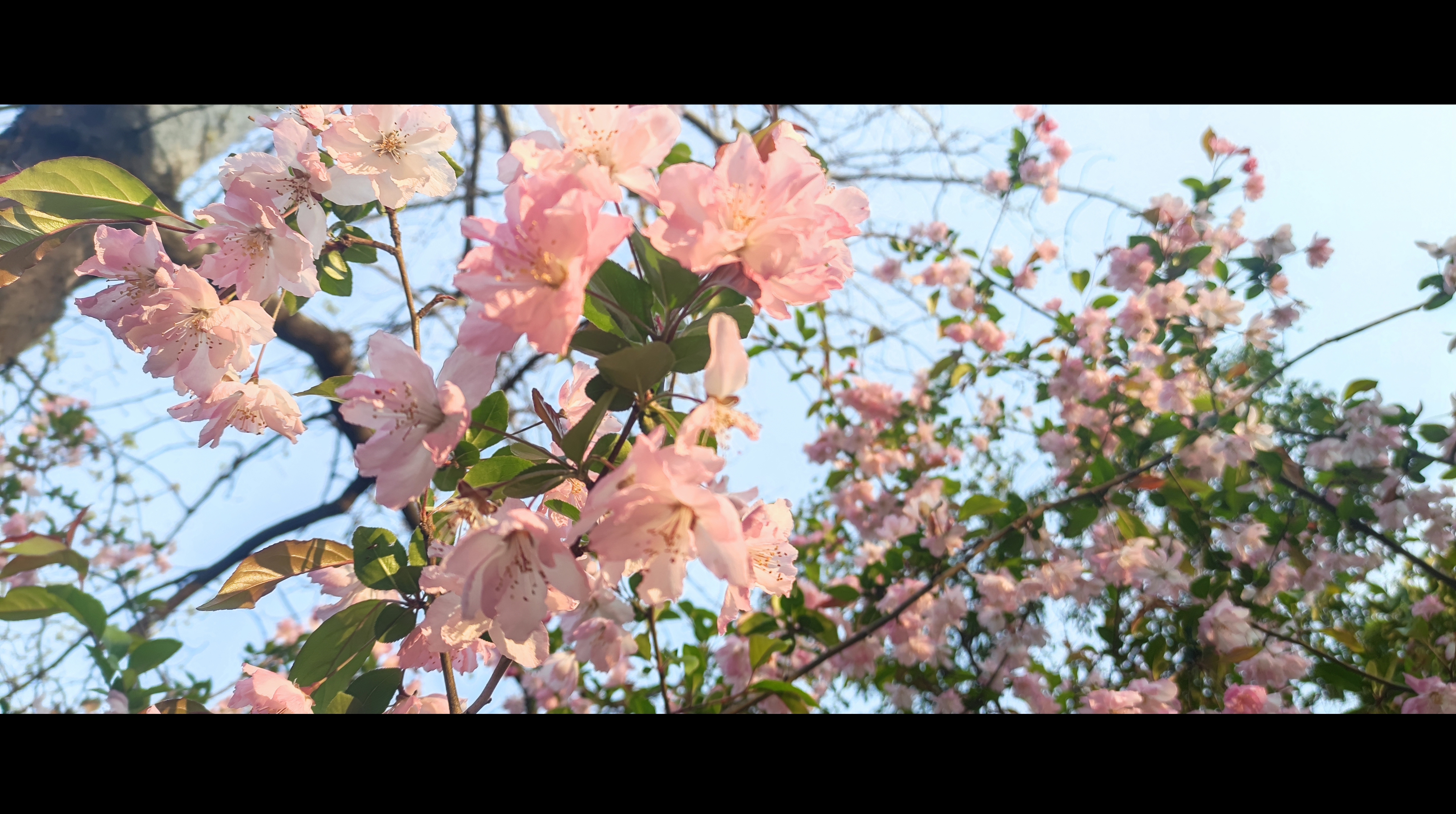 [图]水仙子·夜雨：一声梧叶一声秋，一点芭蕉一点愁。