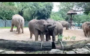 下载视频: 少女大獠牙，莉娜你在和安妮比谁的牙齿厉害吗