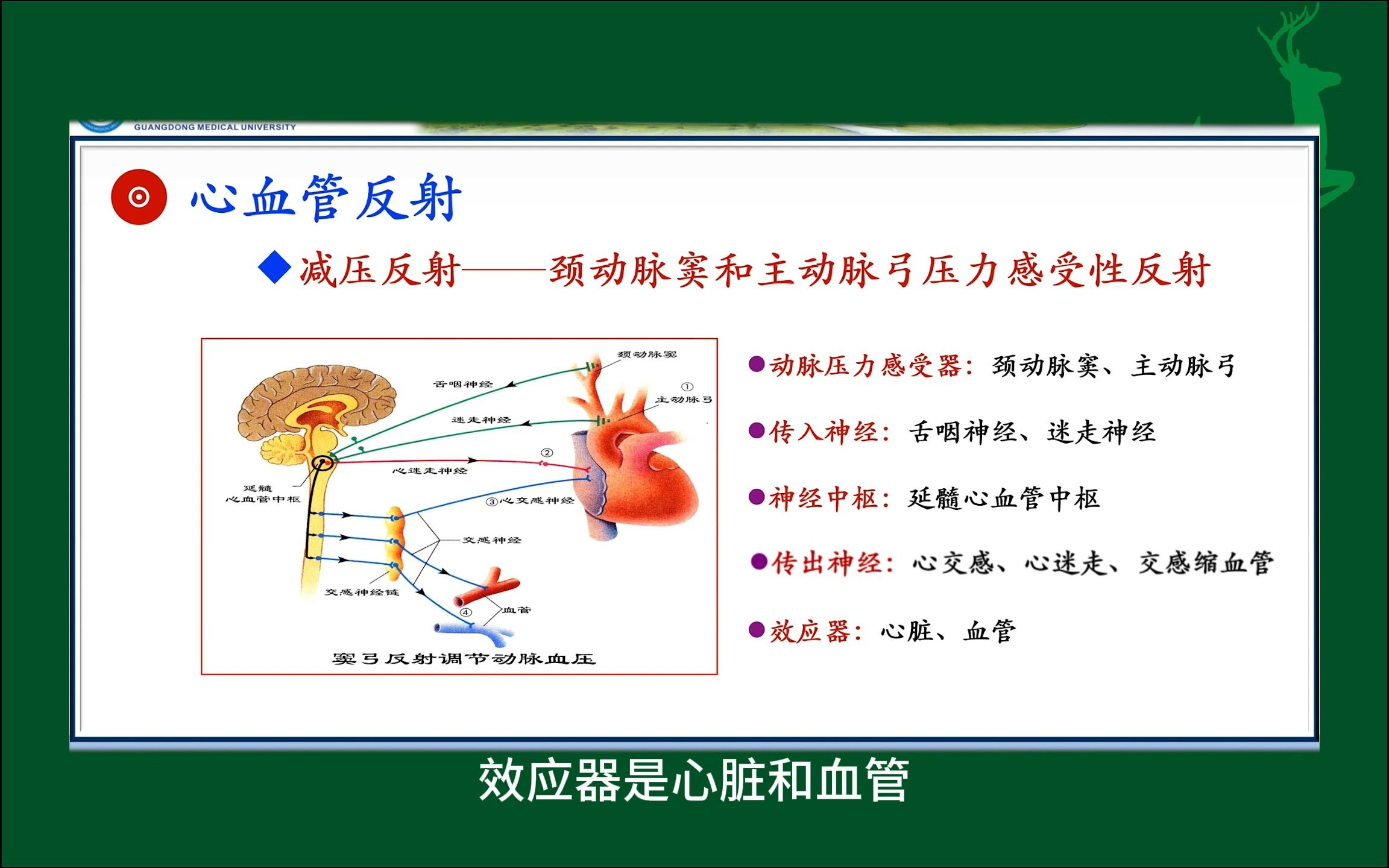 #减压反射#人体生理学#医学科普#每天学习一点点哔哩哔哩bilibili