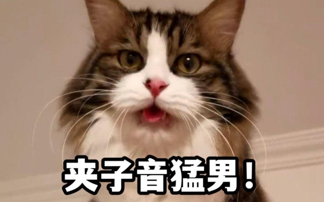 和长相不符的夹子音长毛狸花猫!