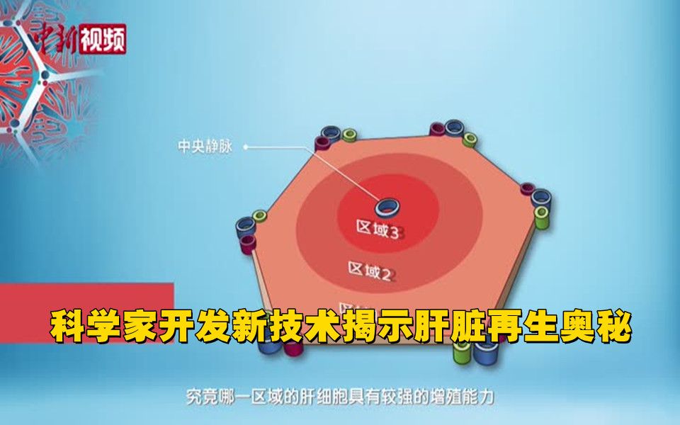 牛!科学家开发新技术揭示肝脏再生奥秘!哔哩哔哩bilibili