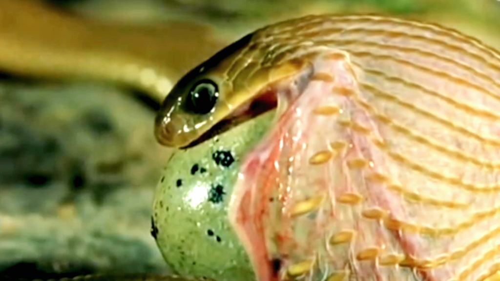 蛇吞鸟蛋全过程,吞下后扭扭肚皮,吐出蛋壳