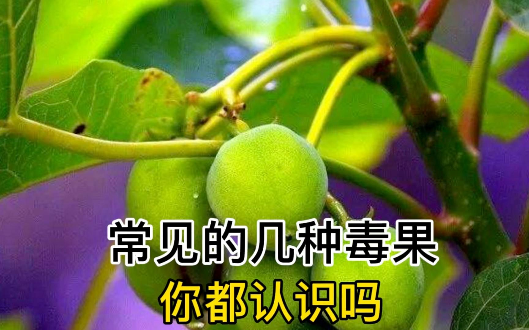 农村常见的几种毒果,你都认识吗?