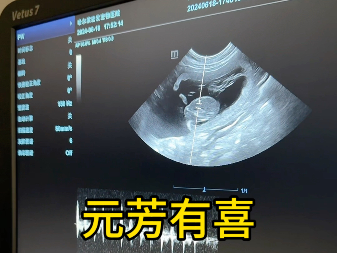 哈士奇和博美的孩子生出的孩子应该叫什么 哈士美?哔哩哔哩bilibili