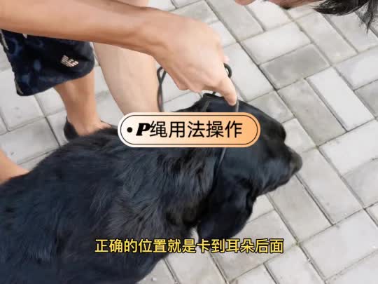 养狗我熟|p绳的正确用法以及各项训练哔哩哔哩bilibili