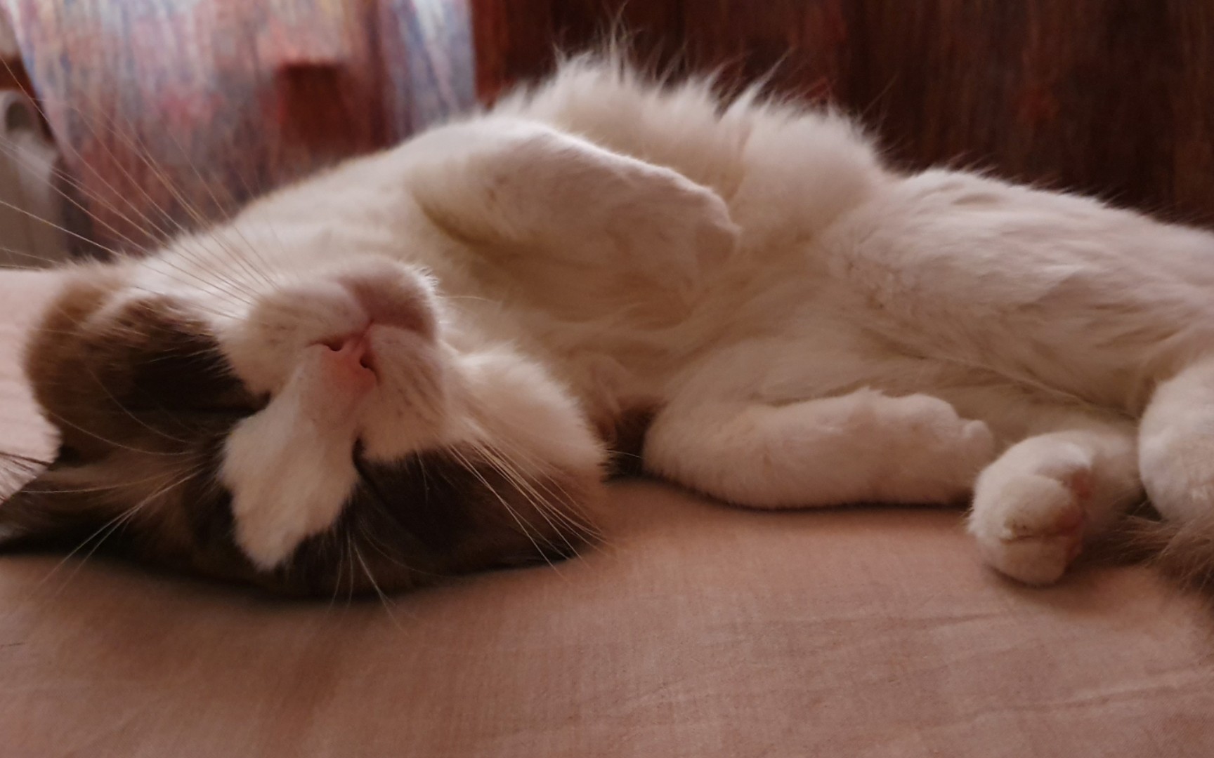 活动作品小猫赖床