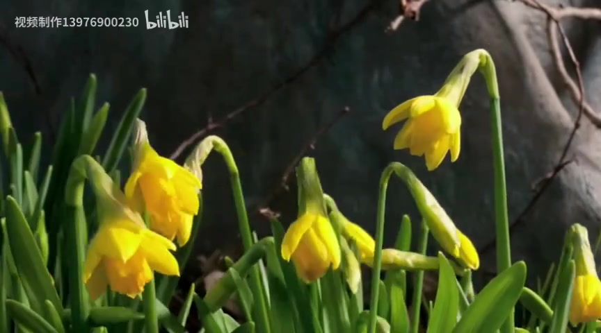 [图]中华少年 背景