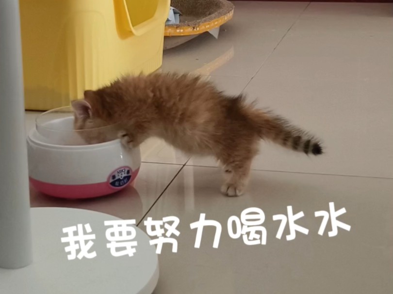 我要努力喝水水