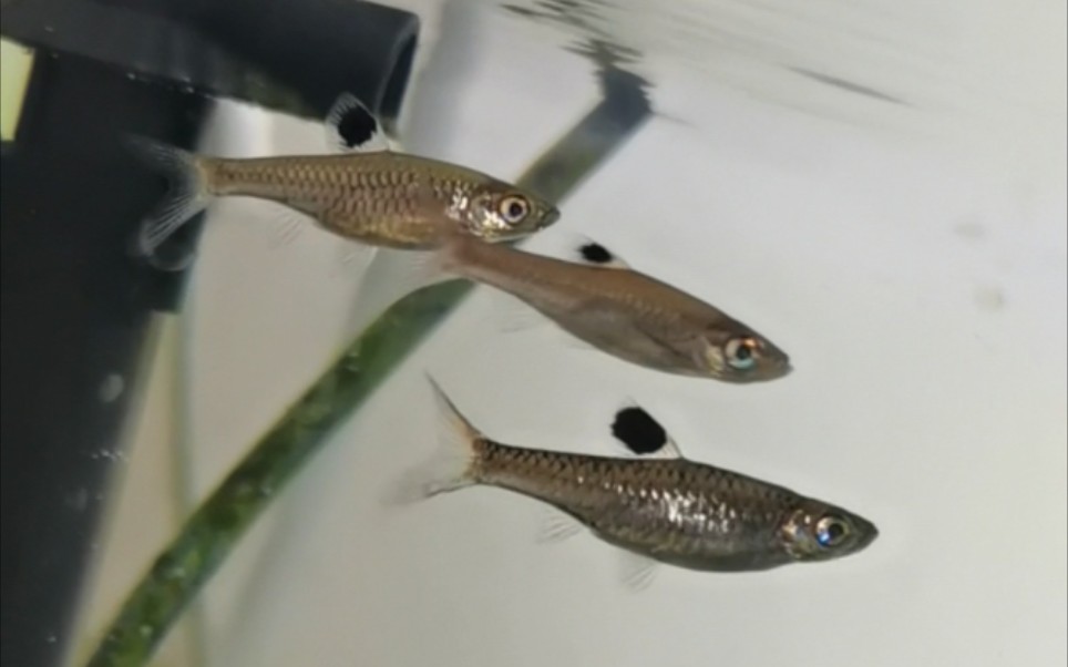 不红的红青眼灯