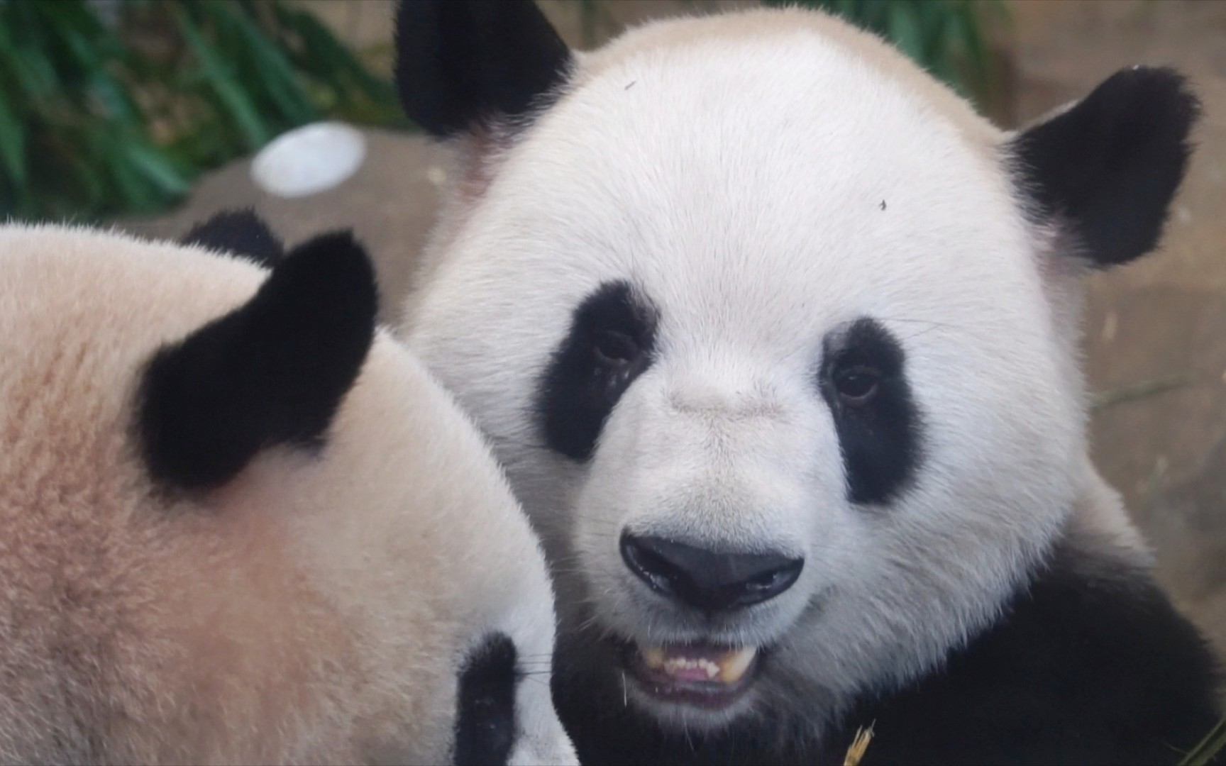 宝哥吃播 宝妹来夺竹
