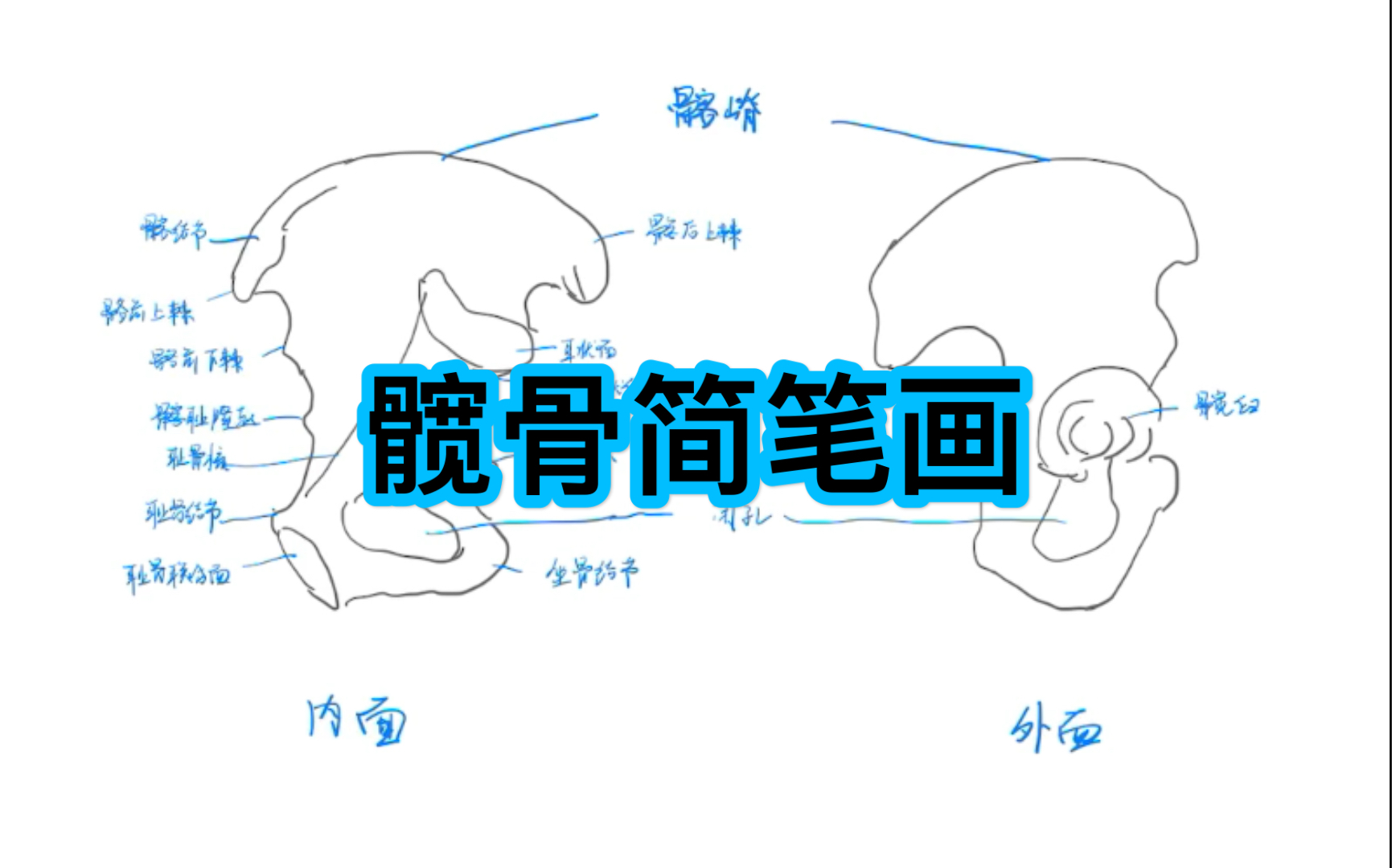 【医学日常】系统解剖学 髋骨简笔画哔哩哔哩bilibili