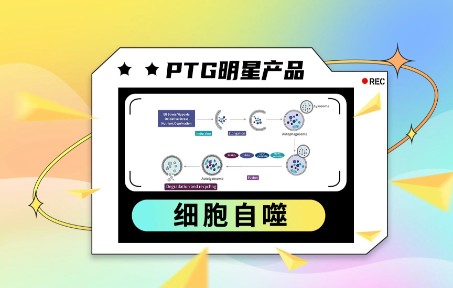 带你了解细胞自噬通路哔哩哔哩bilibili