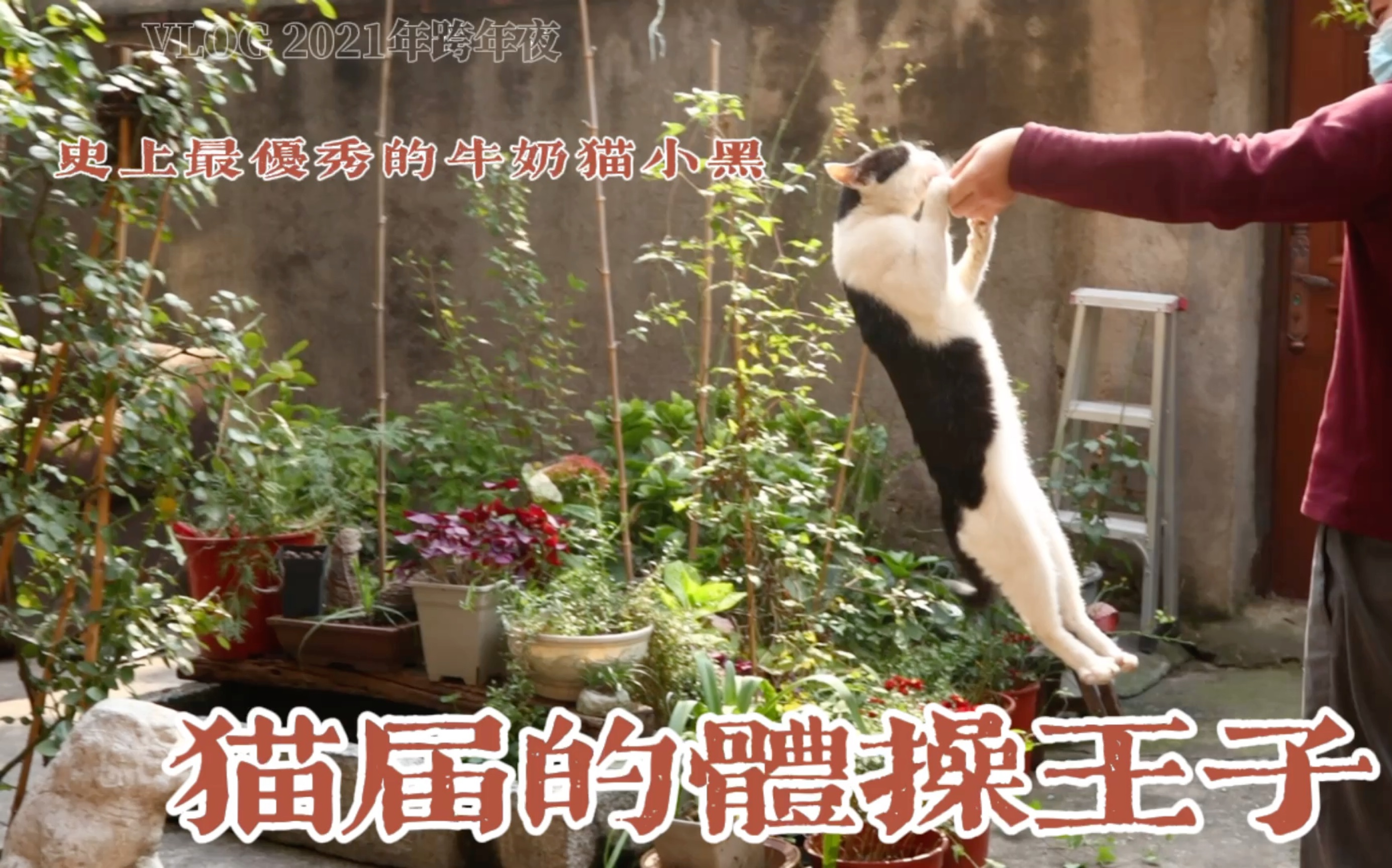 它是不是你见过的最优秀的牛奶猫呢!哔哩哔哩bilibili