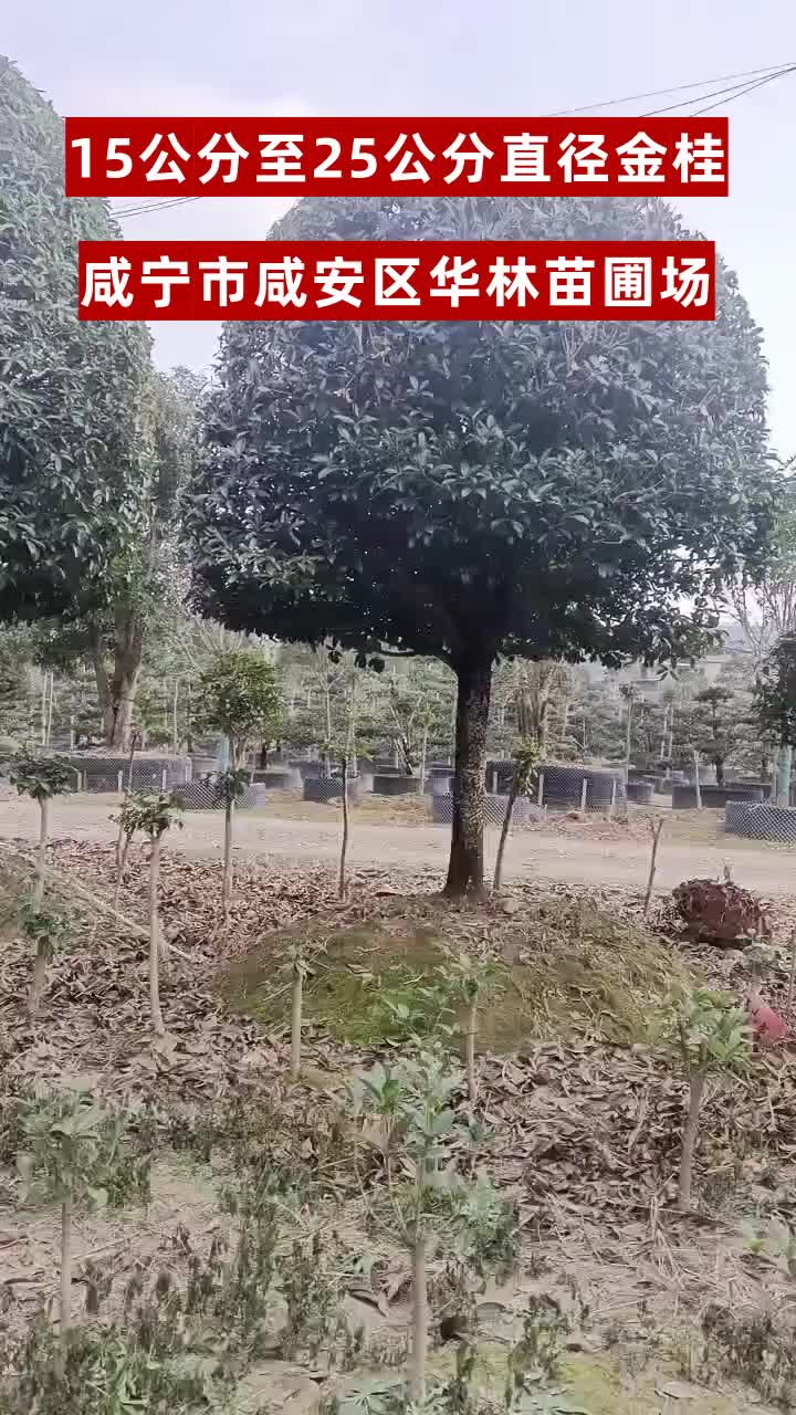 河南花卉种植基地 #青海精品桂花 #山西八月桂 #北京丛生桂花 #浙江