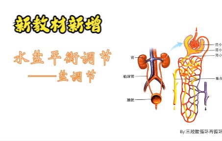 高中生物新教材新增——水盐平衡调节(盐调节)哔哩哔哩bilibili