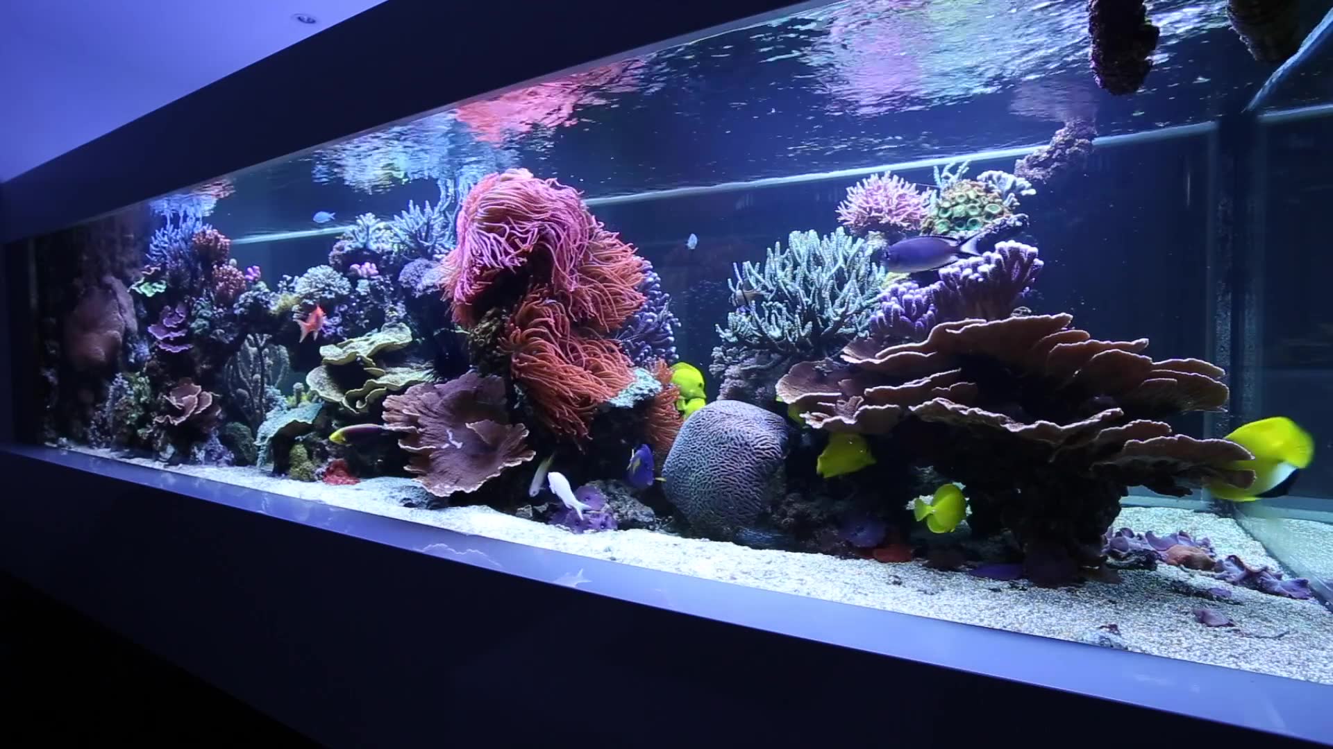 海缸悬浮设计海缸欣赏