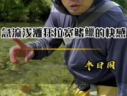 Download Video: 激流浅滩狂拉宽鳍鱲的快感