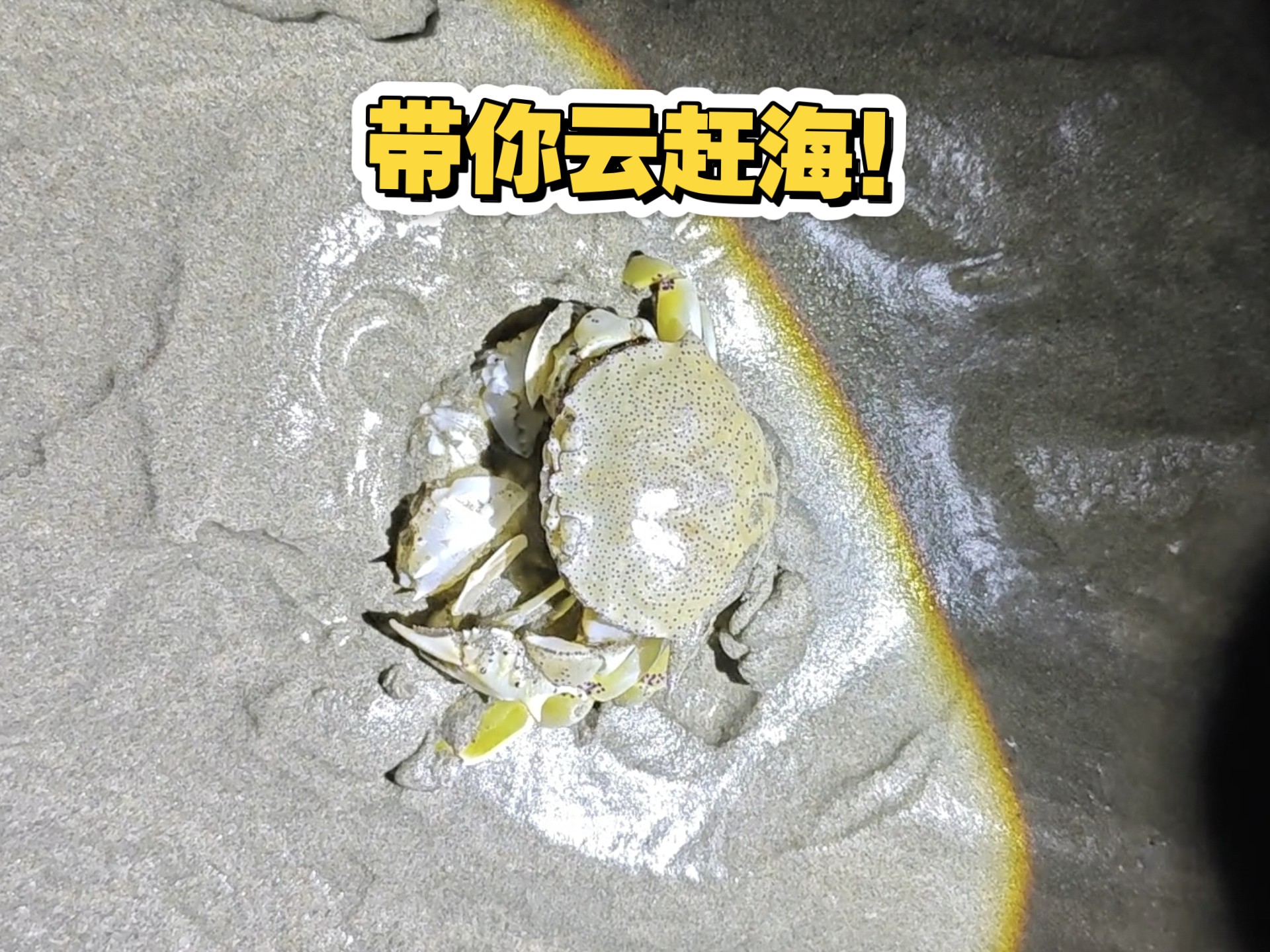 赶海遇到花旦蟹限制级表演!