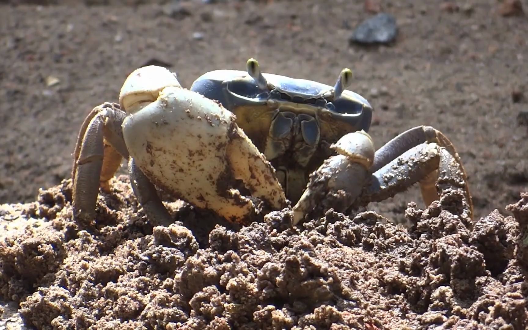 关氏圆轴蟹野外生存观察连载-(56-57)