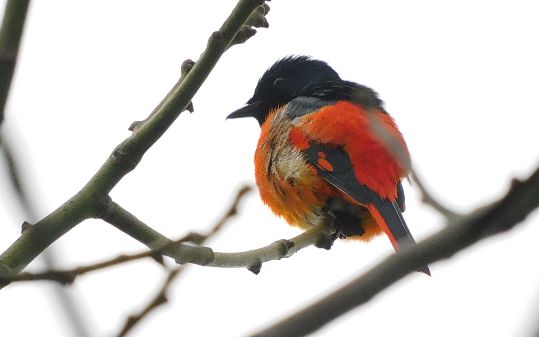 梳理羽毛的赤红山椒鸟雄鸟!