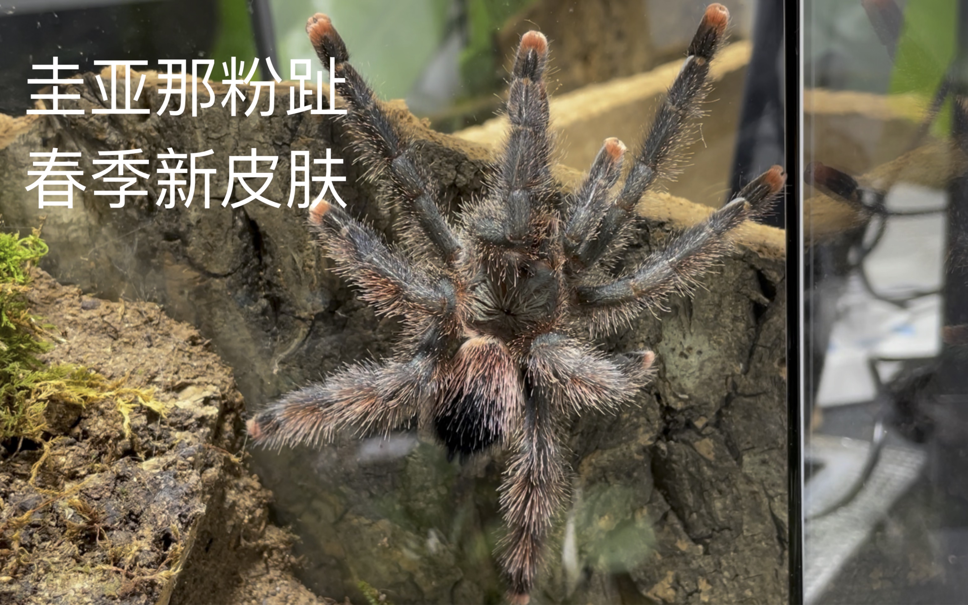 圭亚那粉趾在新缸完成筑巢,蜕皮,以及两个捕鸟蛛造景缸维护