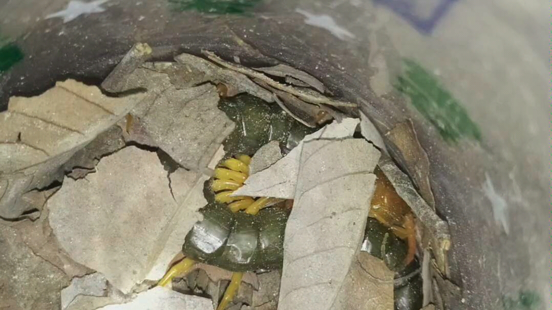 今天下午野采的变异少棘蜈蚣