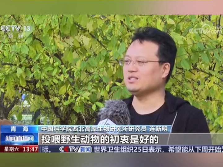 青海可可西里“网红狼”现状:“孤狼”变“胖狼” 专家:爱就别投喂,不打扰是最好保护哔哩哔哩bilibili