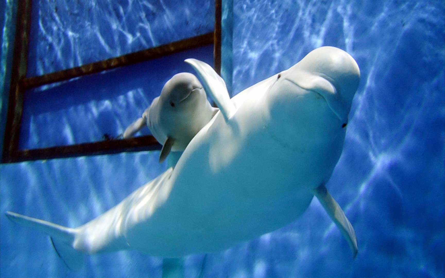 萌宠星探官2:白鲸