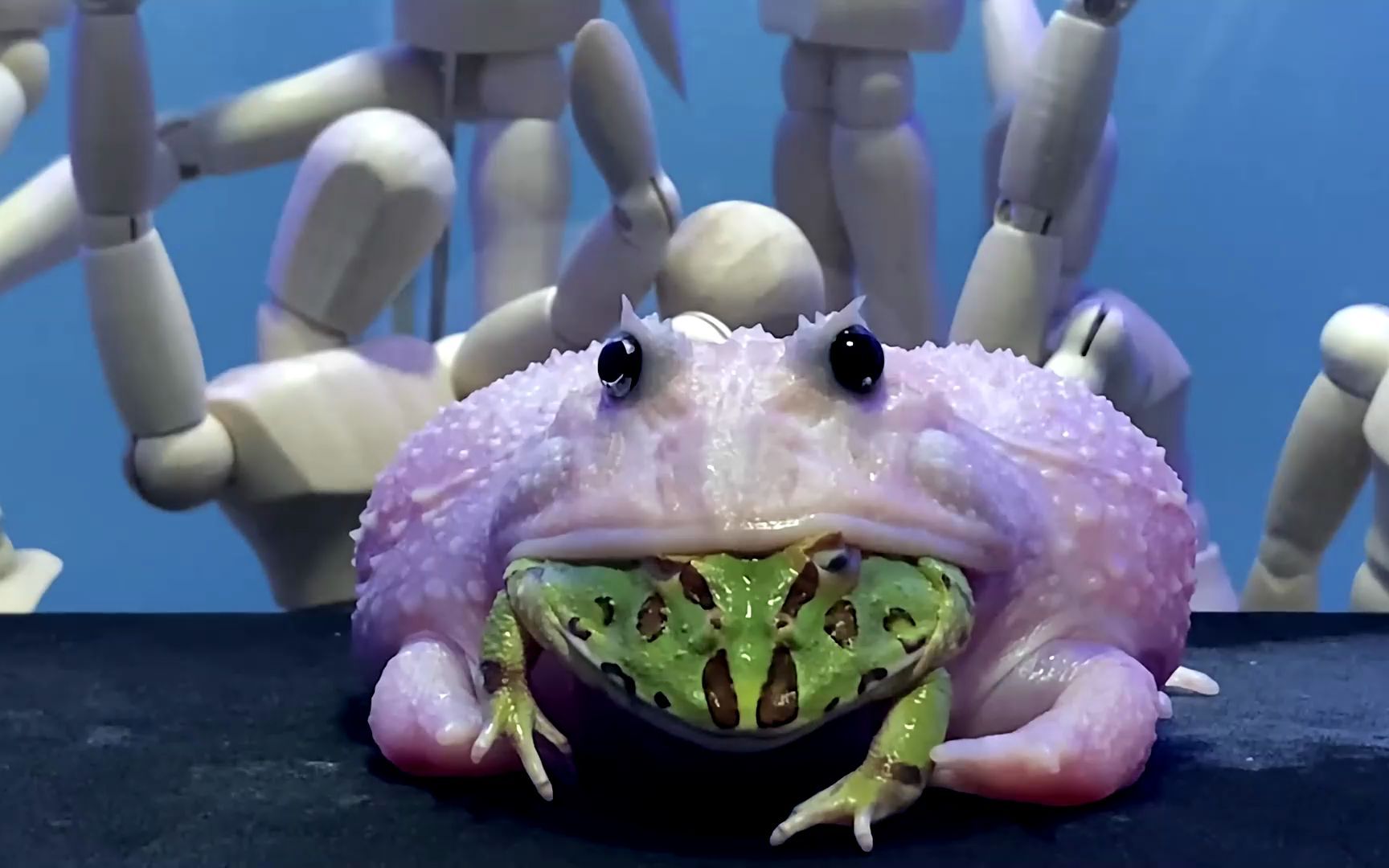 大蛙活吞小角蛙,不料反被咬住手指疼得哇哇大叫 #搞笑 #意不意外