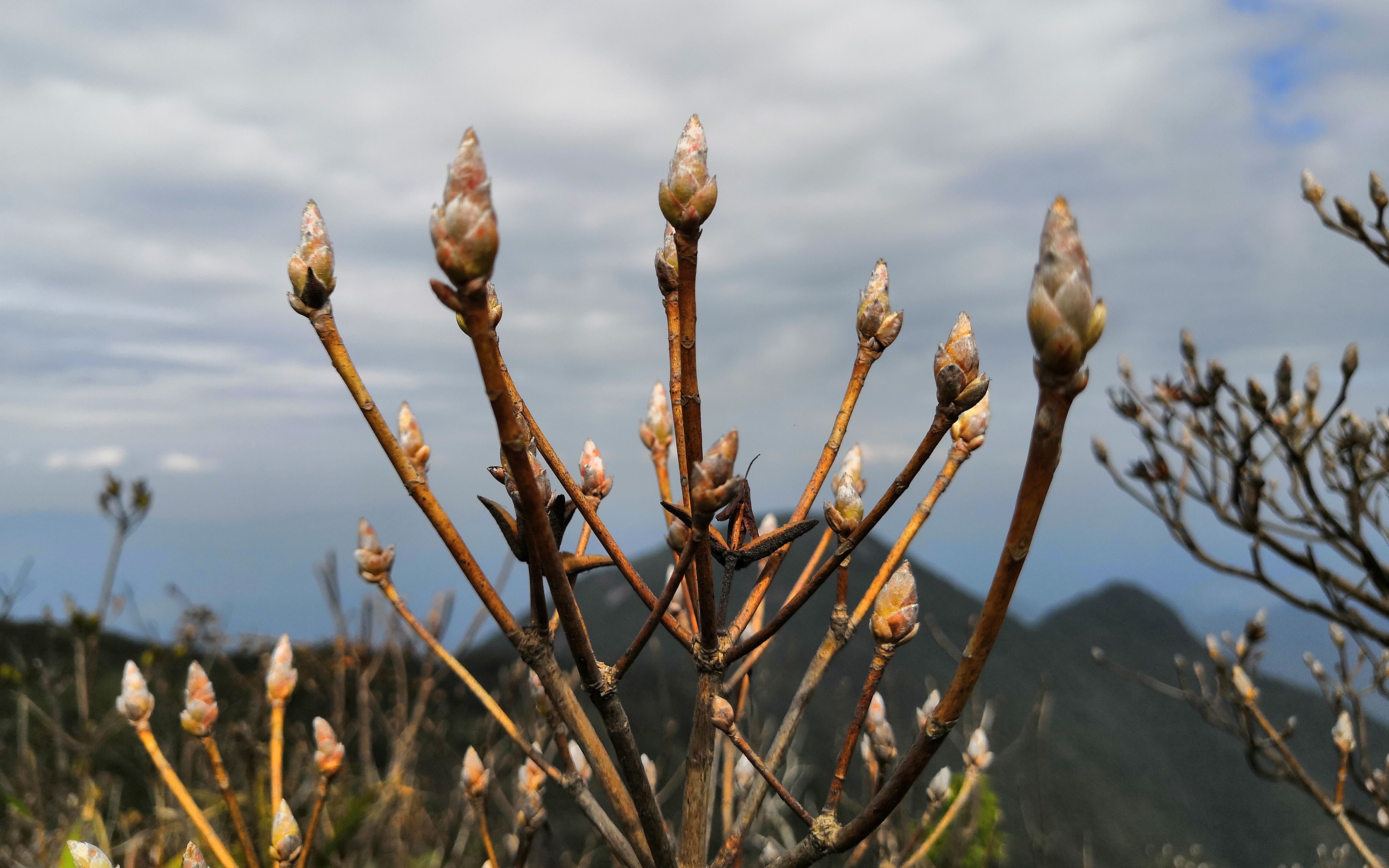 广州市从化区鸡枕山,煮茶当歌,双峰对望哔哩哔哩bilibili