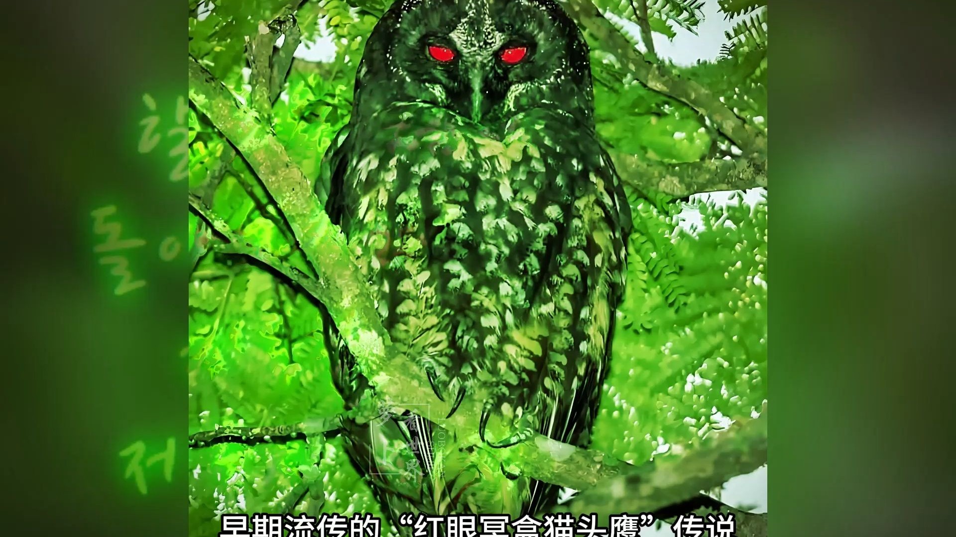 世界上最恐怖的9种猫头鹰