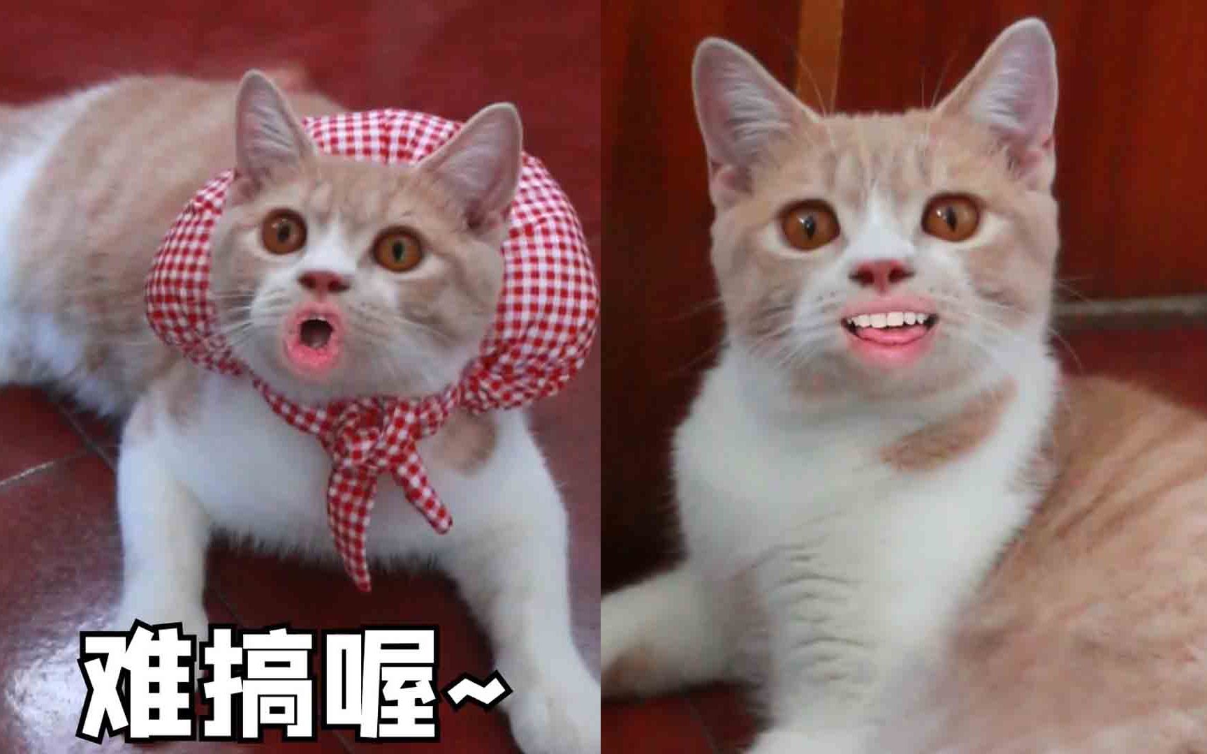 【沙雕合集】小猫咪到铲屎官家三个月后,发生巨变!