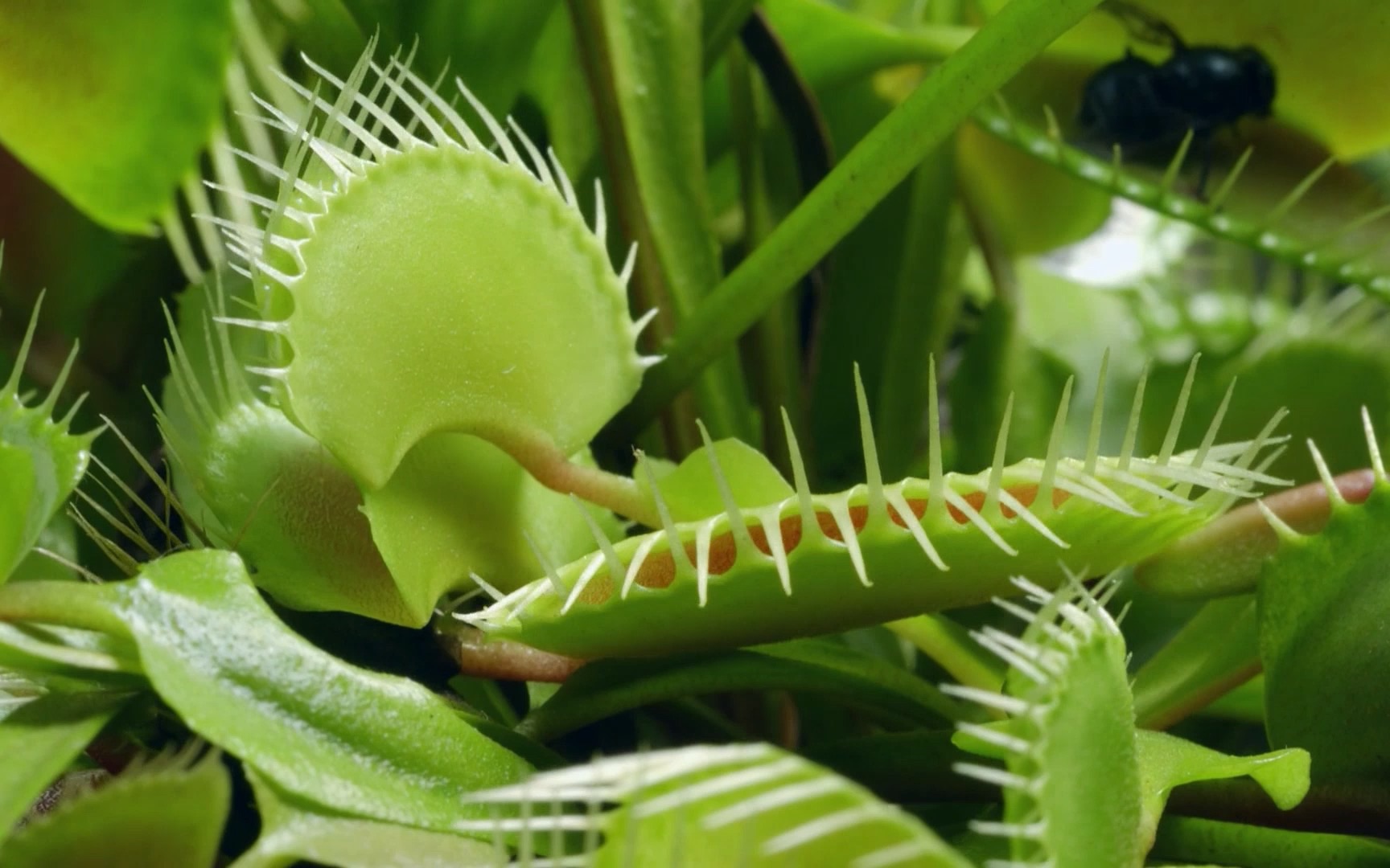 捕蝇草 捕食苍蝇