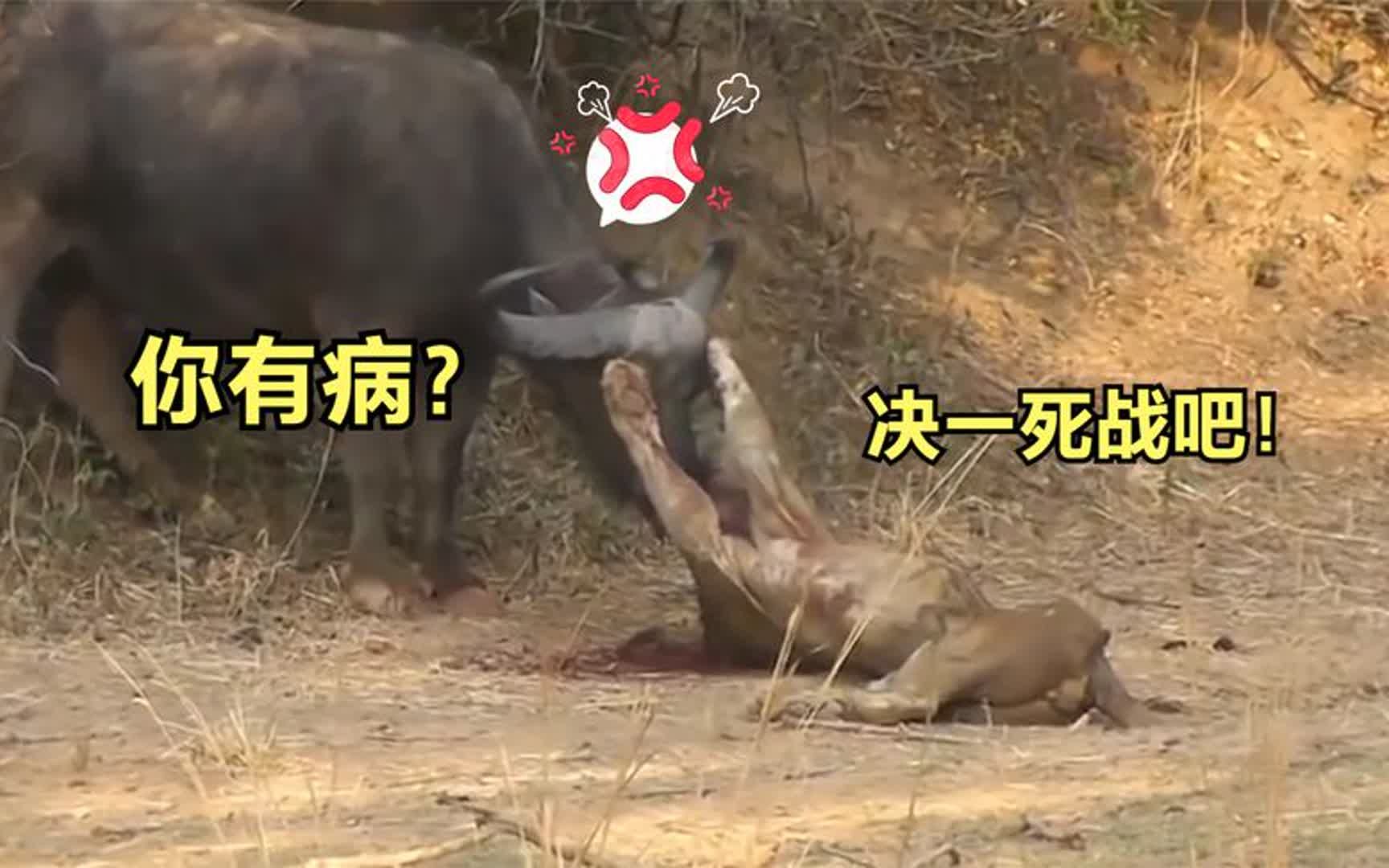 草原之王最惨的一次,被水牛攻击的面目全非,躺在地上奄奄一息