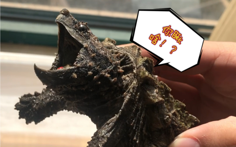 瀹夊浘鎭╁皬鏃跺欑殑鏃ュ父骞插吇銆佹檼澶槼锛屽ぇ槌勯緹鐨勫嚭