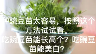 千万别种向日葵苗 种了向日葵苗你就再也不喜欢别的苗了 向日葵苗太好吃 太好种 哔哩哔哩 Bilibili