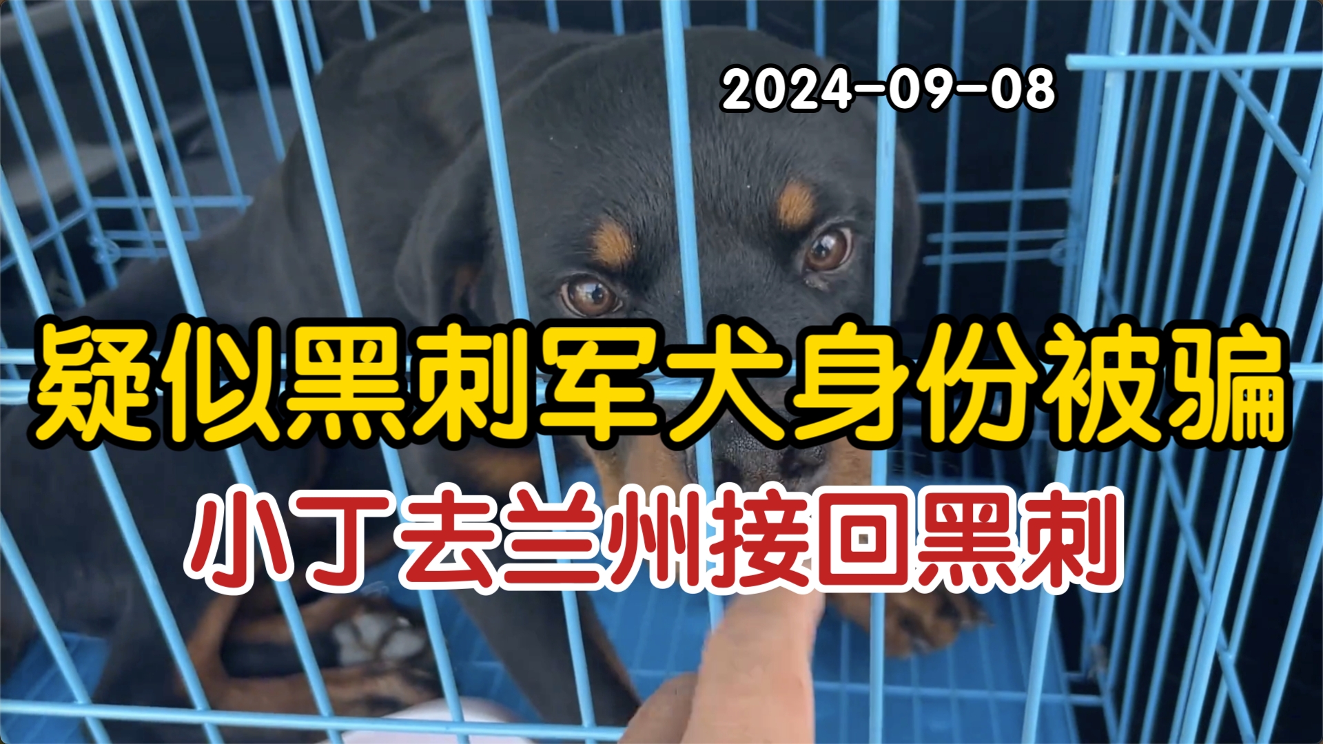 豫西小丁 厂长的账号更新了,疑似黑刺军犬身份被骗,小丁驱车兰州接回小黑豹!哔哩哔哩bilibili