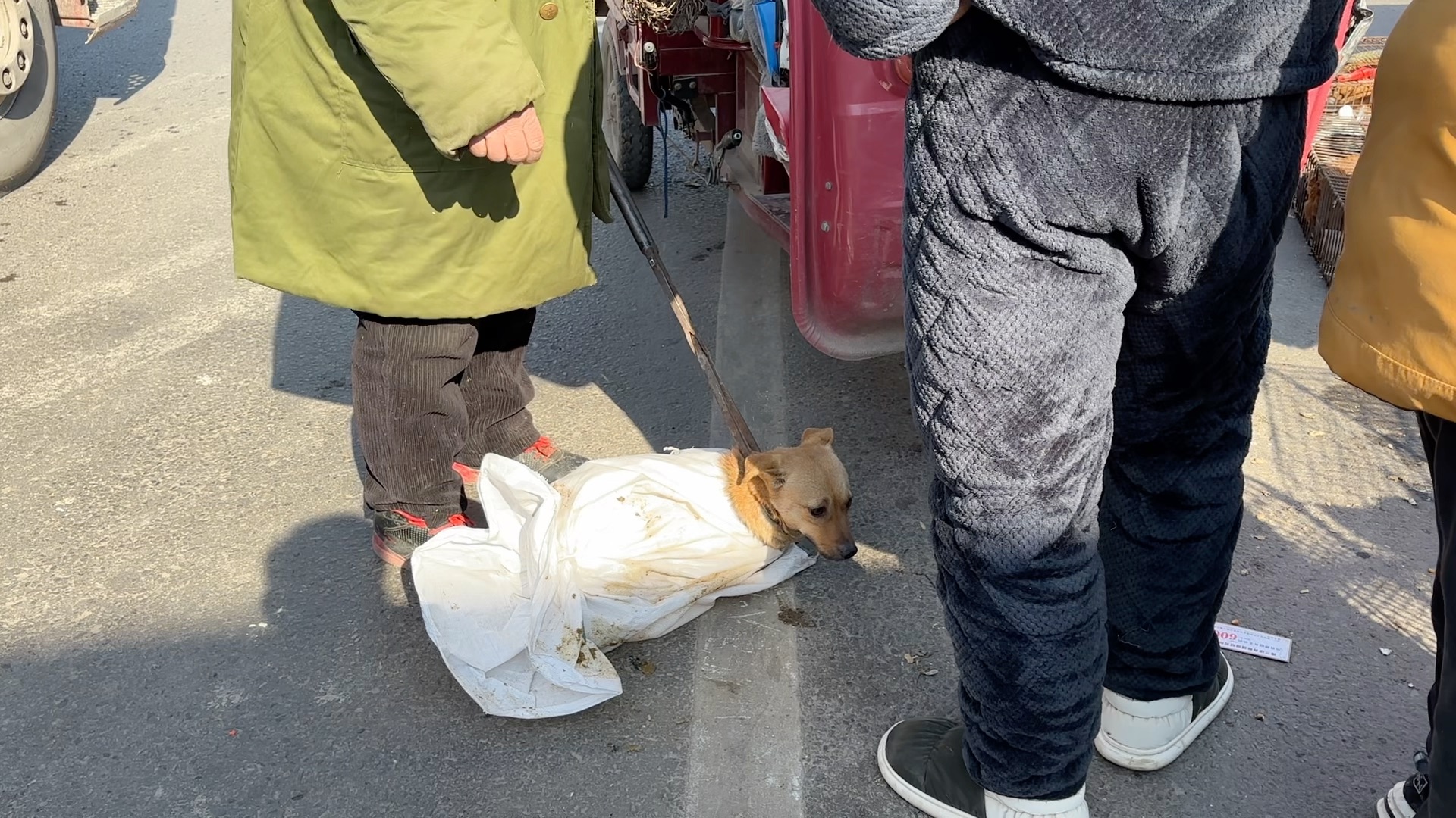 咬人恶犬装进麻袋里,挣扎露个头滑稽又可笑,铁夹降伏上狗肉车