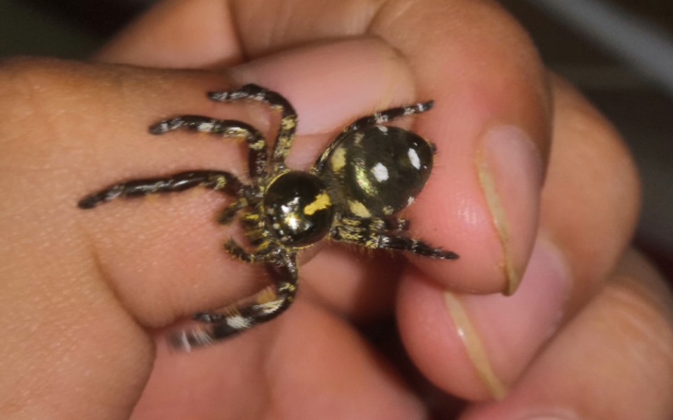 超级肥的大跳蛛_哔哩哔哩_bilibili