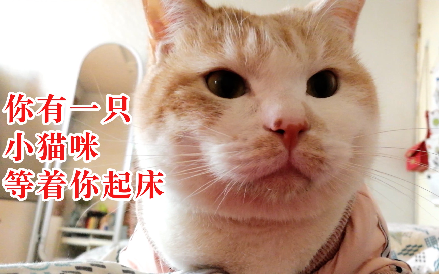 【小猫咪】睁开眼也太幸福了