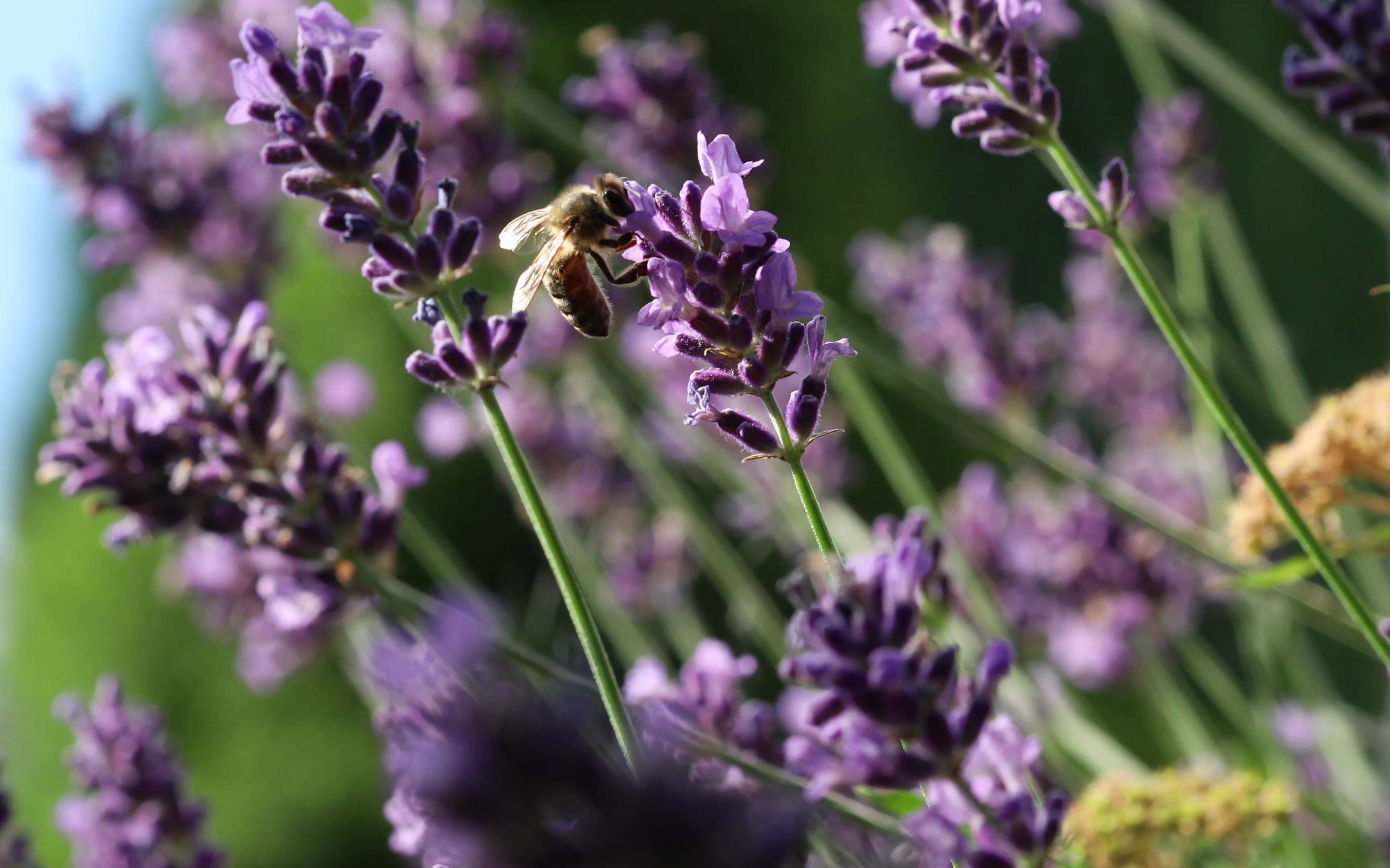 tree flower plant lavender - bing gallery videos