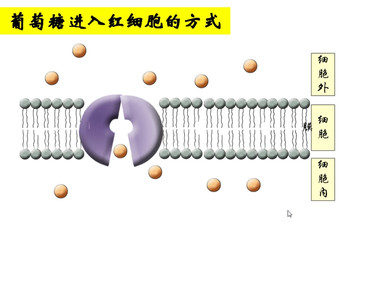 高中生物被动运输和主动运输人教版高一上学期必修1第4章第3节 被动运输和主动运输江苏省名师空中课堂哔哩哔哩bilibili