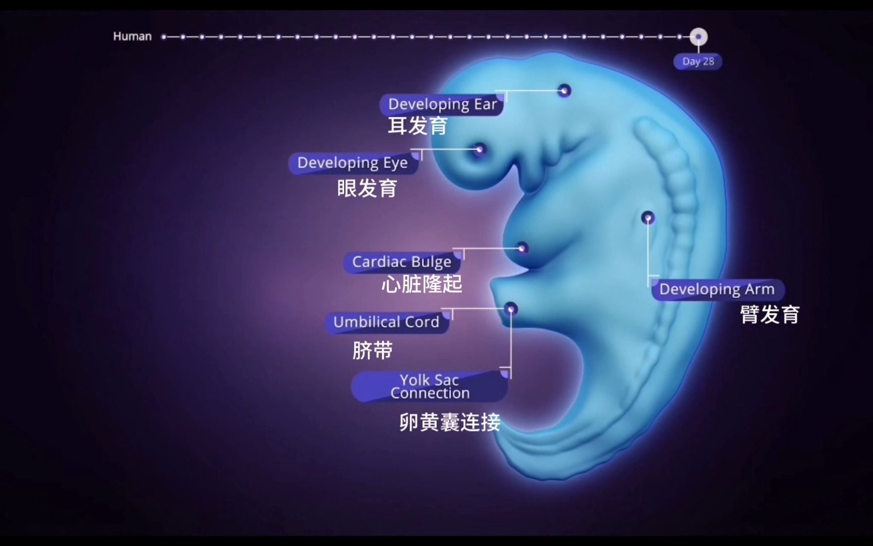 [图]【3D动画】人类胚胎的早期发育 -Human Embryo Development