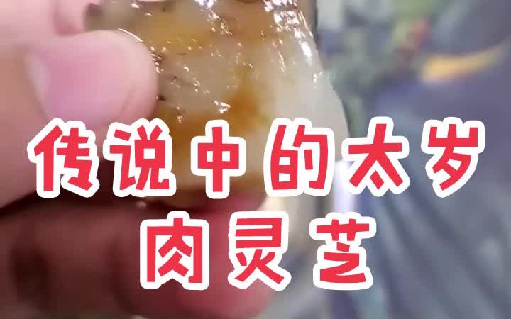 传说中的太岁肉灵芝哔哩哔哩bilibili